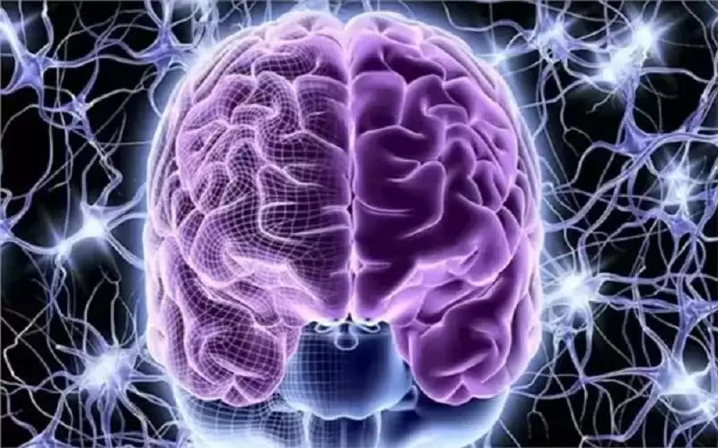 علماء أعصاب يكتشفون كيفية تعلم الدماغ
