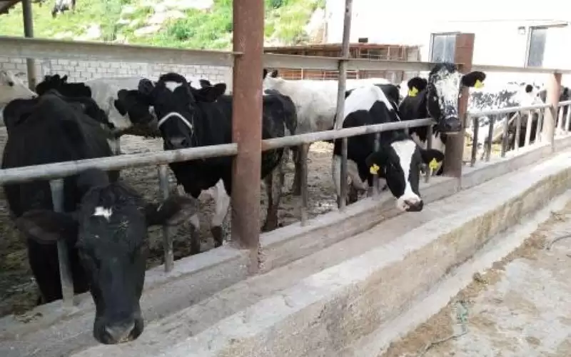 توقع بتعويض المزارعين المتضررين من الحمى