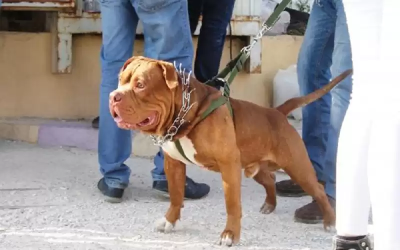 صدور نظام ترخيص ومراقبة الكلاب في