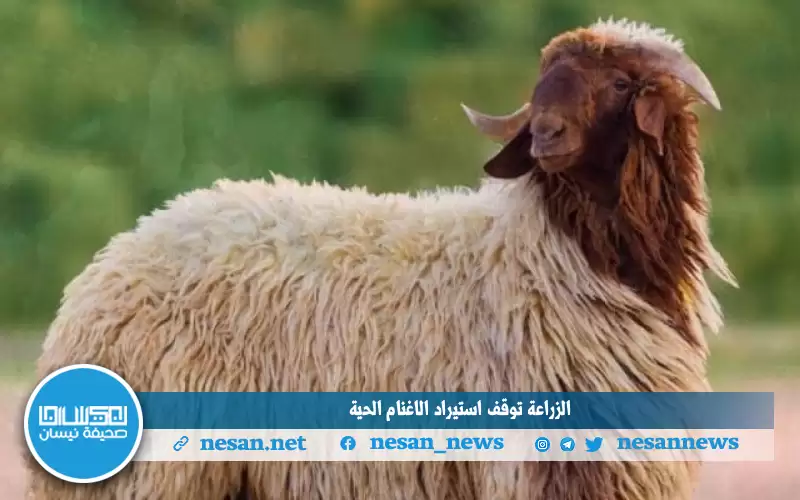 الزراعة توقف استيراد الاغنام الحية