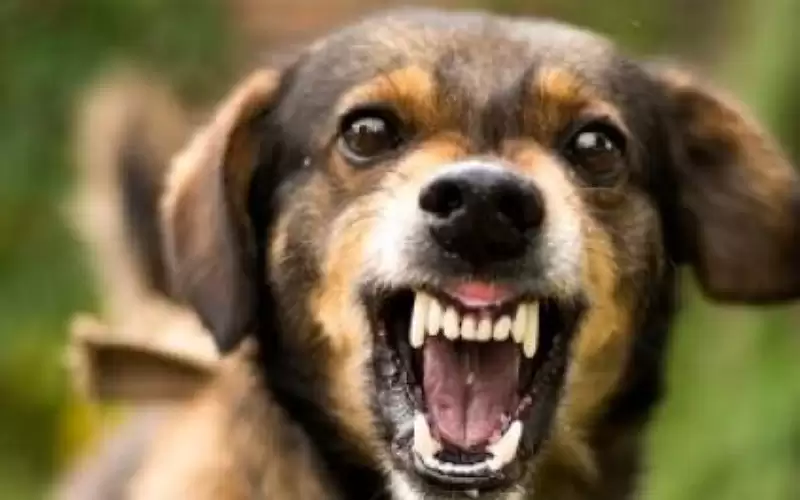 كلب يعقر سيدة وفتى في إربد