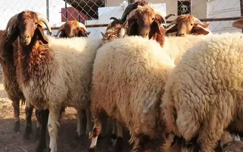 مربو أغنام: وقف استيراد الغنم الحي