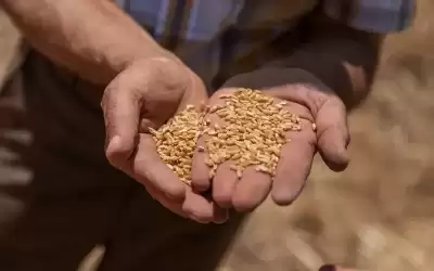الحكومة تبدأ شراء القمح والشعير من