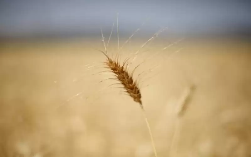 الحنيفات: قرار تحديد أسعار شراء بذار