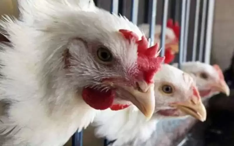 الصناعة والتجارة: إلغاء السقوف السعرية للدجاج