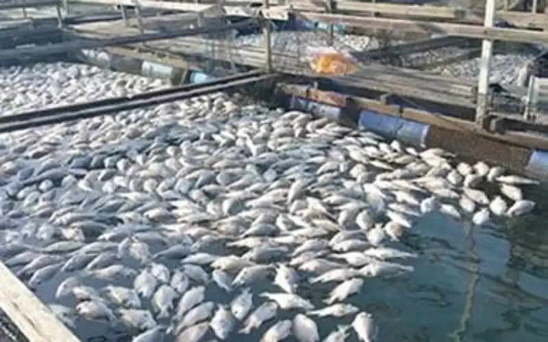 الغذاء والدواء: الأسماك المستزرعة في الأردن