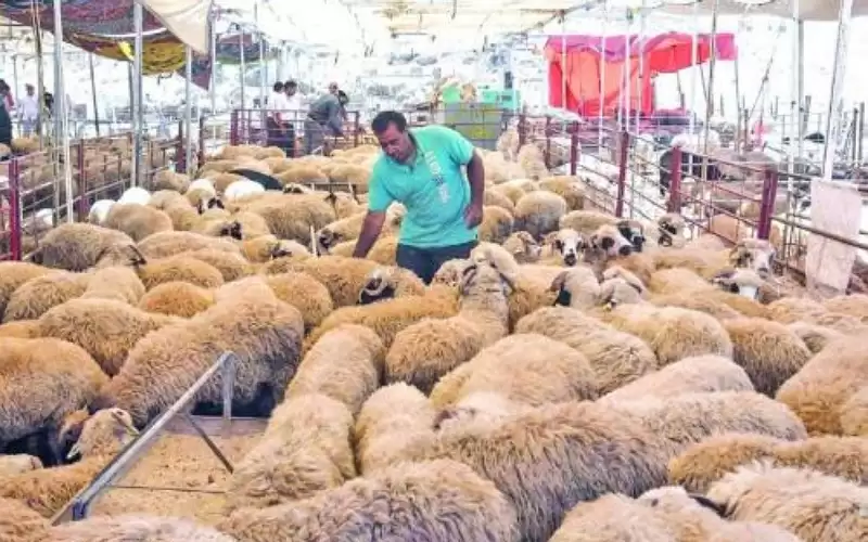 قصابون: سعر الاضحية المتوقع للروماني مابين