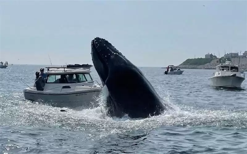 انتقام الحيتان.. حوادث الغرق تثير الذعر