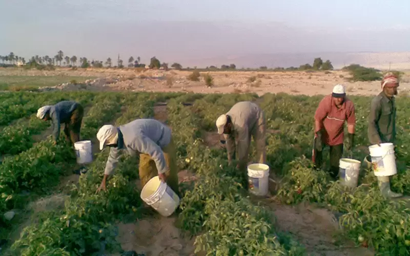 الحكومة تتجه لتعويض المزارعين عبر نظام التعويض

