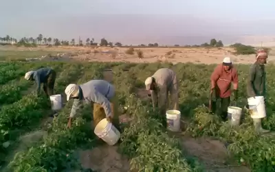 الحكومة تتجه لتعويض المزارعين عبر نظام