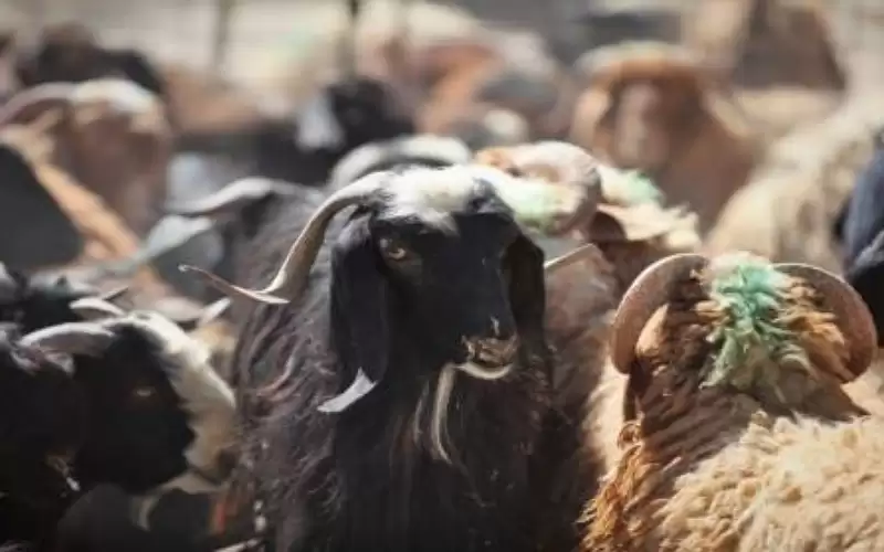 وزير الزراعة: وعود سعودية برفع الحظر