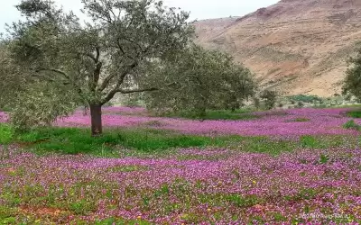أجواء ربيعية في معظم المناطق الثلاثاء