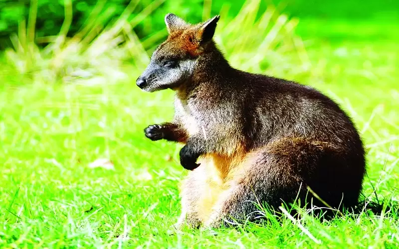 الجرابيات.. الحيوانات الأكثر تطورا في العالم