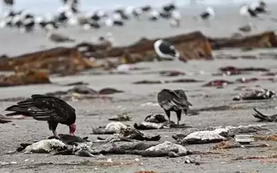 شيء ما حدث.. نفوق آلاف الطيور