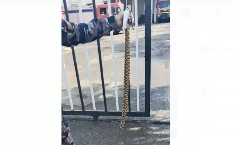 إربد: أفعى تلدغ طالبا داخل مدرسته