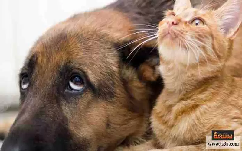 الإفتاء الأردنية تحرم إخصاء القطط وتربية