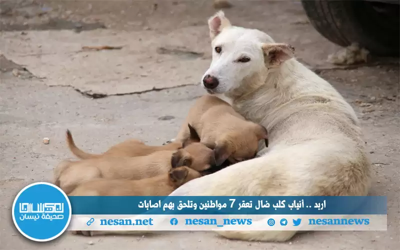 إربد .. أنياب كلب ضال تعقر