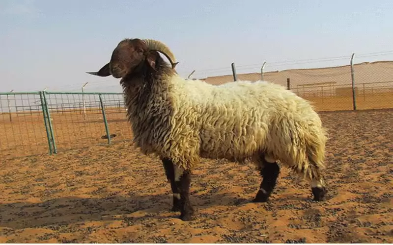 ترجح ارتفاع اسعار الأضاحي بمعدل 15-20