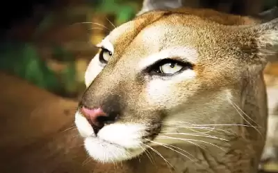 كورونا غير سلوك الحياة البرية