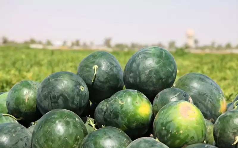 لا حالات تسمم في البادية الشمالية