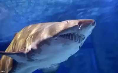 من بينها دولة عربية .. ما