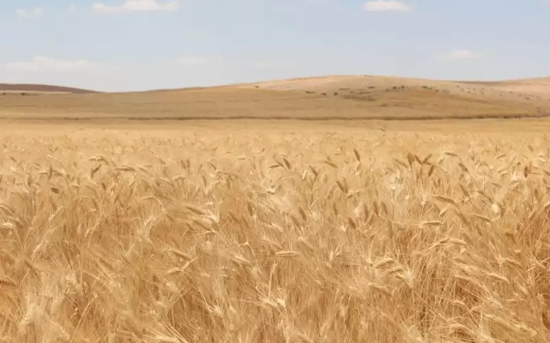 موسم الحصاد .. بشائر خير لفرح