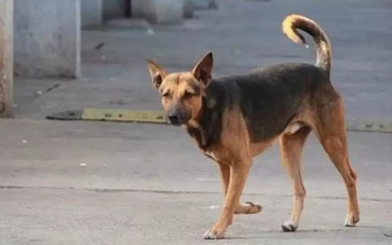 كلب يعقر طفلا في المفرق