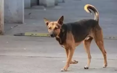 كلب يعقر طفلا في المفرق