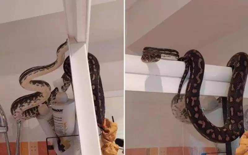 أفعى تحاصر شابا في الحمام.. موقف
