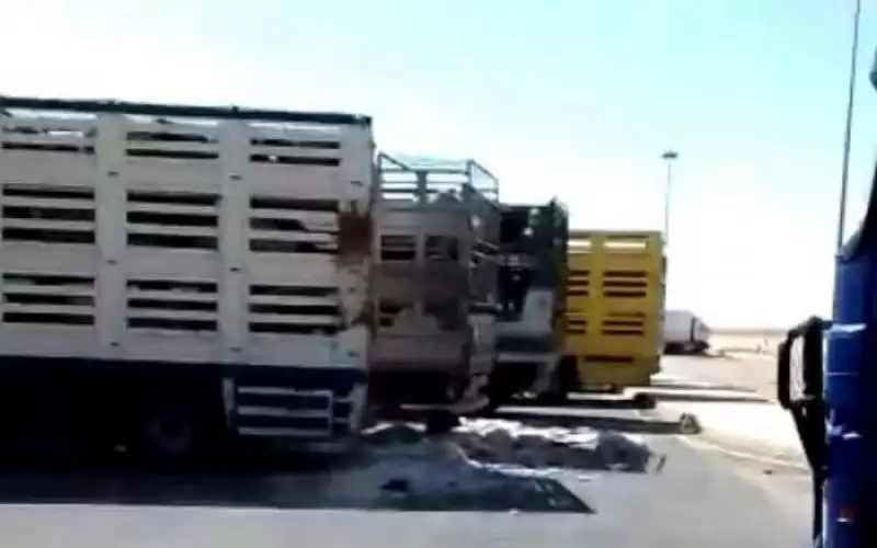 الزراعة: 15 شاحنة أغنام بلدية تغادر