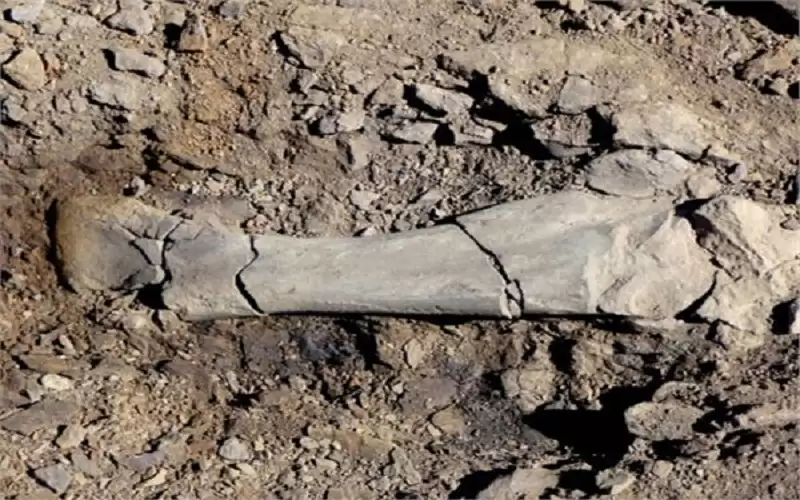 العثور على بقايا ديناصور لم يسبق