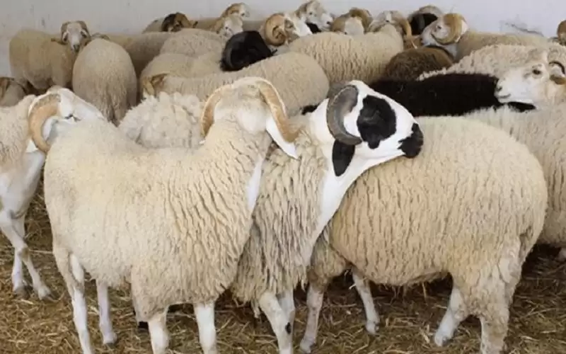 كم يبلغ سعر الإضاحي البلدية والمستوردة