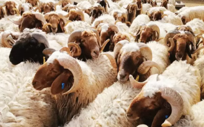 البدء باستـقبال طلبات حظائر الأضاحي اليوم
