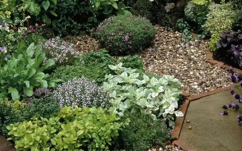 نباتات يمكن ان تحل محل المسكنات