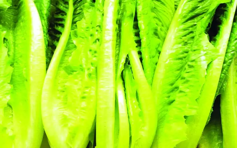 أوراق الخس .. أنسولين واعد