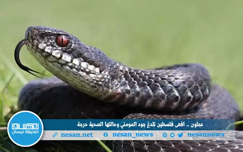 عجلون .. افعى فلسطين تلدغ جود