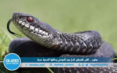 عجلون .. افعى فلسطين تلدغ جود