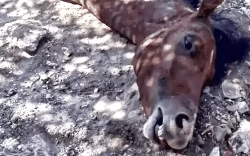 الحوارات: الحصان الذي عض طفل في