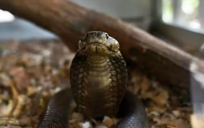 الصحة: مخزون استراتيجي لأمصال لدغات الأفاعي