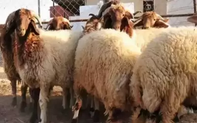 تصدير 58 ألف رأس أغنام بلدية