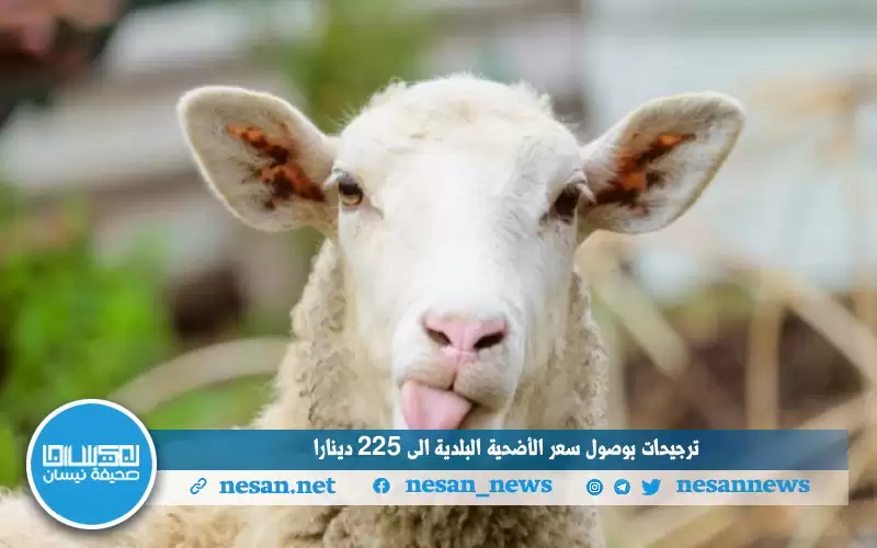 ترجيحات بوصول سعر الأضحية البلدية الى