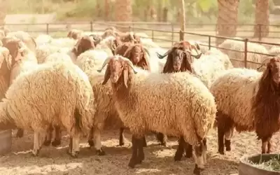ما حكم شراء الأضحية بالبطاقة الائتمانية؟