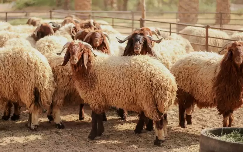 180 إلى 230 دينارا سعر الأضحية