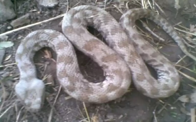 الطفيلة .. وفاة شاب بلدغة افعى