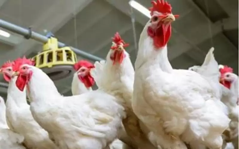 توقع انخفاض أسعار الدواجن تزامنا مع