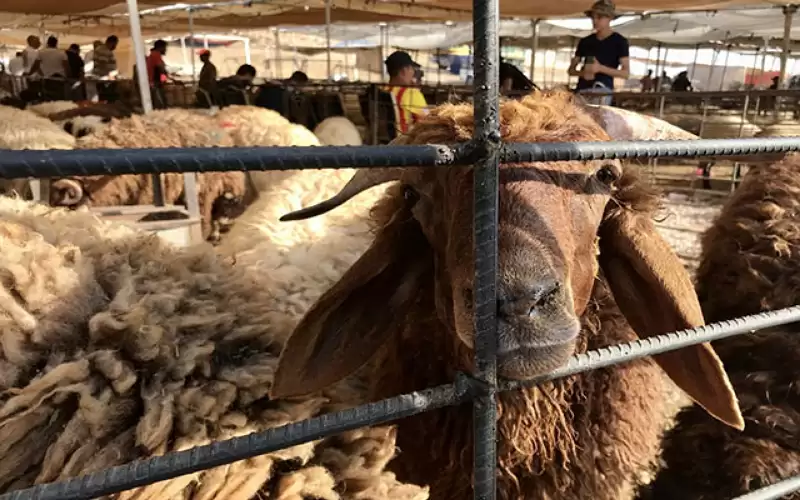 الزراعة: أسعار الاضاحي أقل أو تقارب