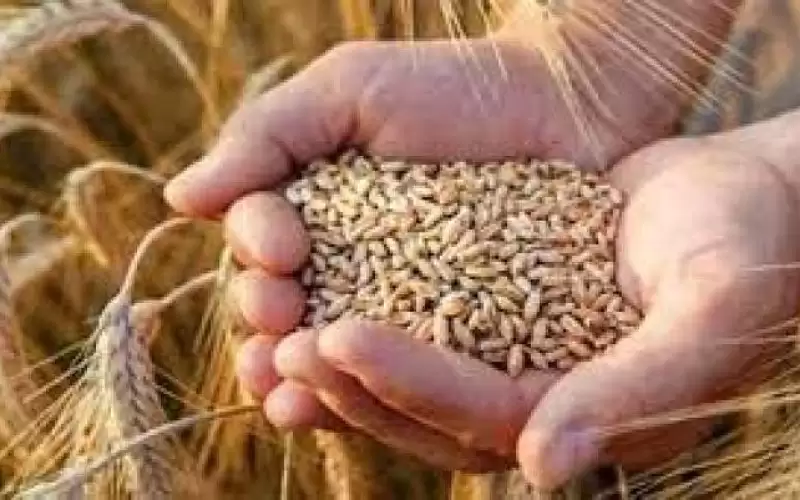 الحنيفات : ترجيح إقرار نظام المجلس