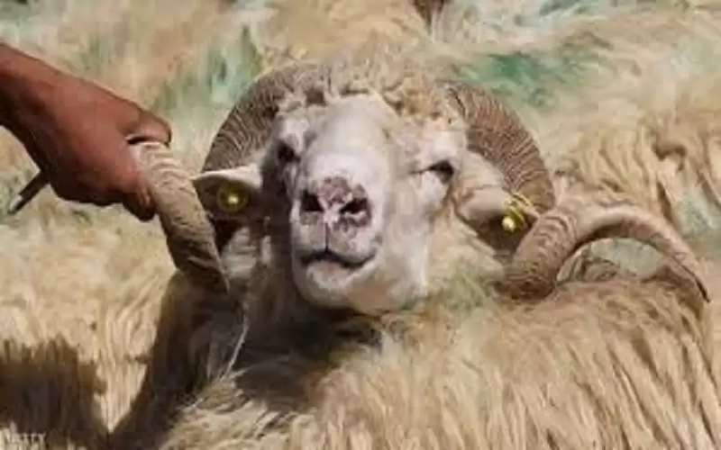 ما حكم بيع دماء الأضاحي؟ الإفتاء