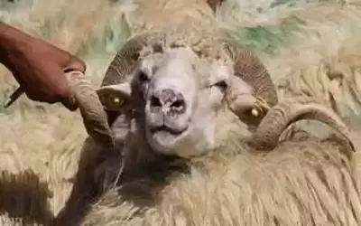 ما حكم بيع دماء الأضاحي؟ الإفتاء