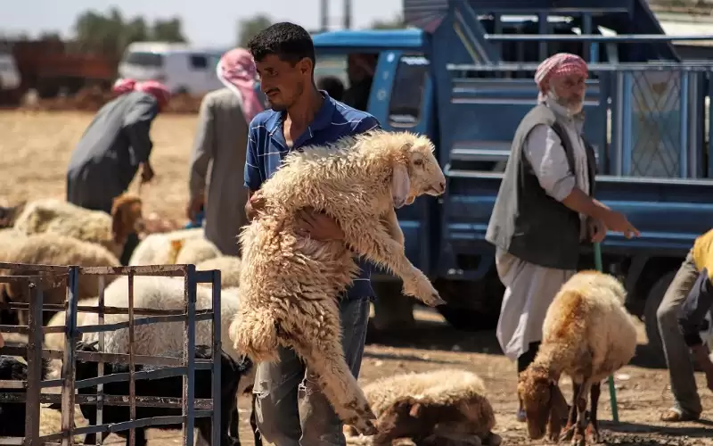 أمانة عمان تحدد مواقع بيع الأضاحي